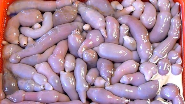 Мужской пенис в трусах