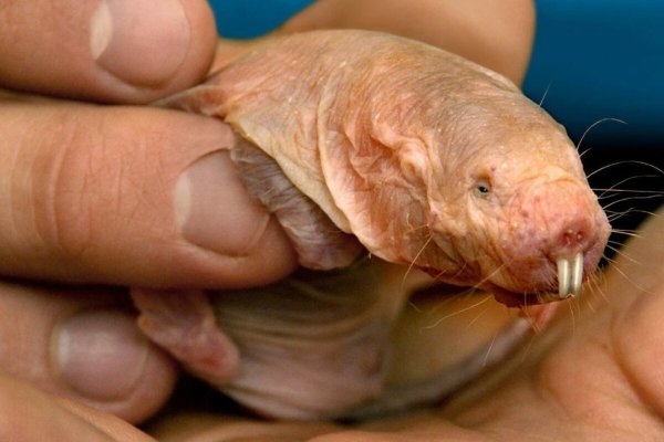 Длинная морковь