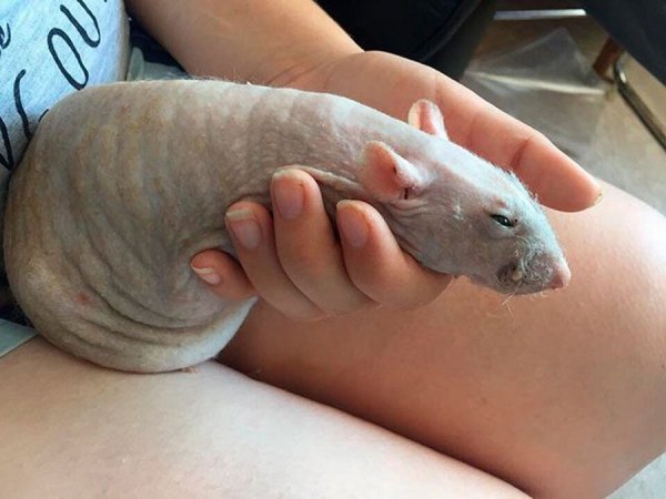 Блюдо из бычьего пениса