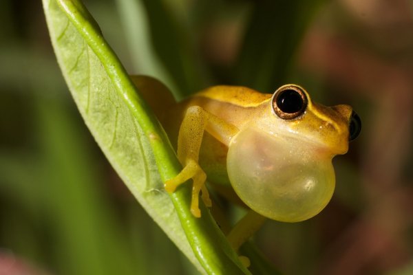 Hyla japonica