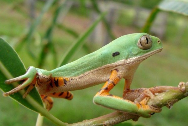 Ядовитая квакша (Trachycephalus venulosus)