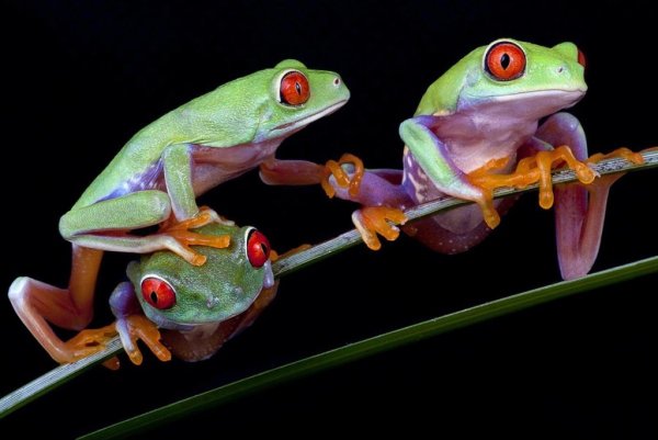 Квакша обыкновенная (Hyla Arborea)