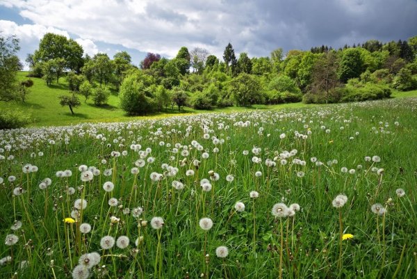 Море одуванчиков