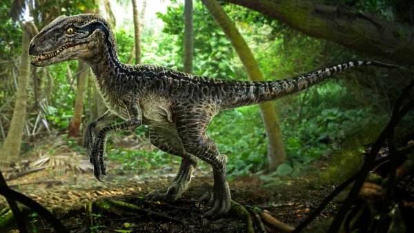 Велоцераптор парк Юрского периода