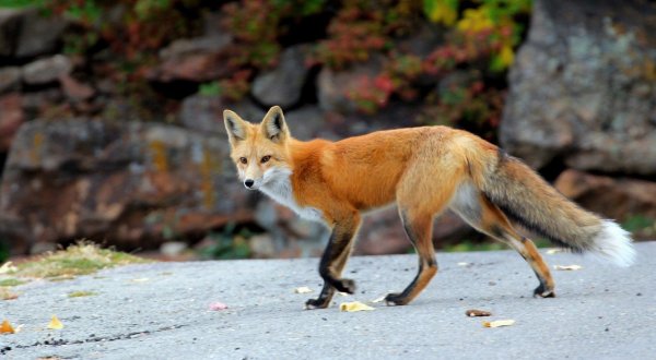 Лисица (Vulpes Vulpes)