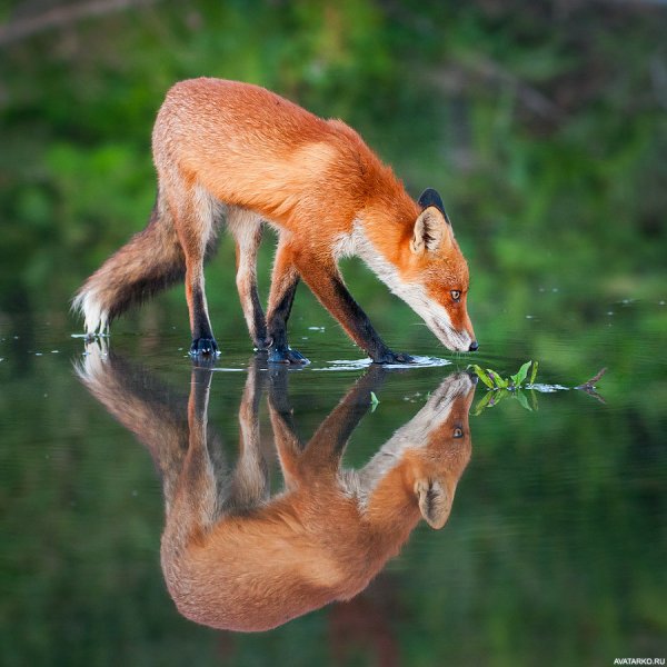 Лиса в воде