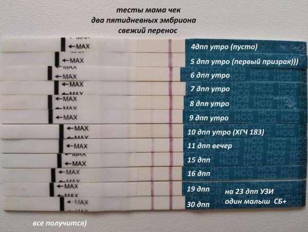 Тесты на беременность после криопереноса по дням