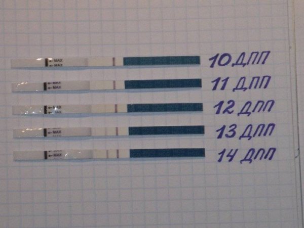 Эко тесты на беременность после переноса эмбриона
