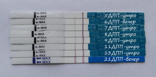 Тесты после эко