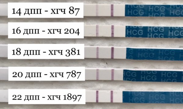Тест на ХГЧ