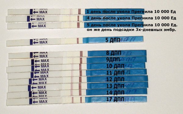 Тест на беременность 5 дней после подсадки
