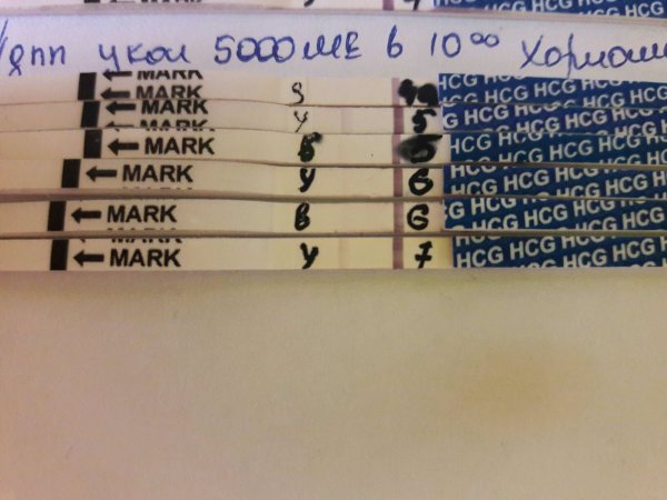 Тест на 7 ДПП пятидневок после укола ХГЧ