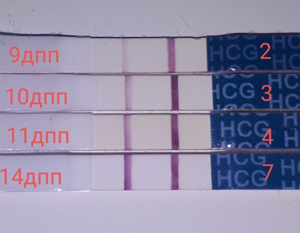 Тест на 2 день после подсадки