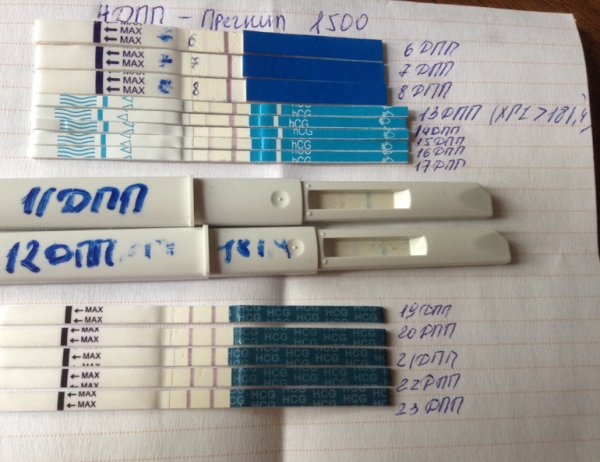 Тесты после криопереноса