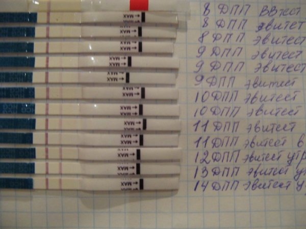 Эко тест на беременность 10дпп