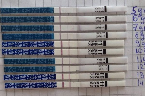 Тест после подсадки пятидневок