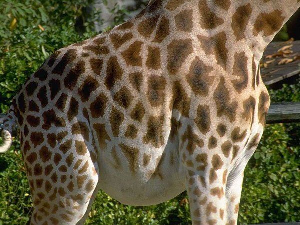 Пятна жирафа картинки (49 фото)