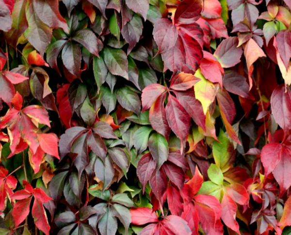 Девичий виноград Parthenocissus quinquefolia