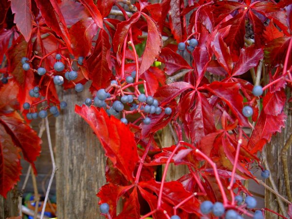 Виноград девичий (Parthenocissus inserta)