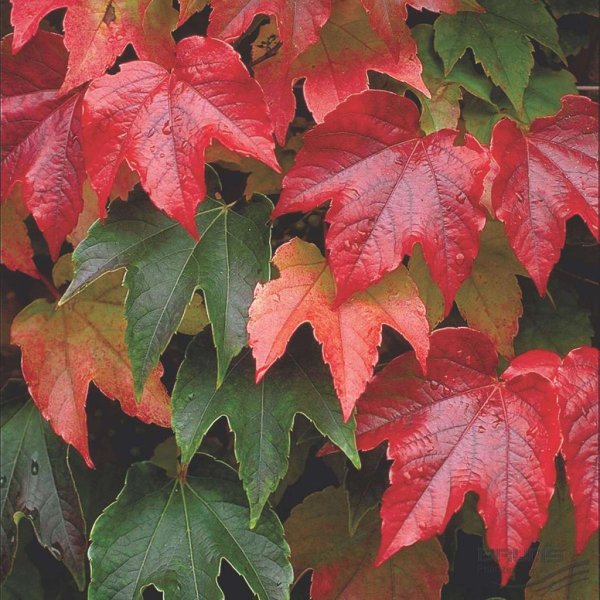 Девичий виноград триостренный (Parthenocissus tricuspidata).