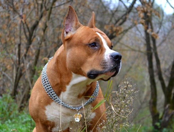 Американский стаффордширский терьер