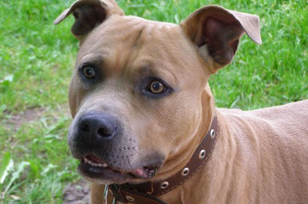 Американский стаффордширский терьер