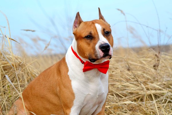 Американский стаффордширский терьер