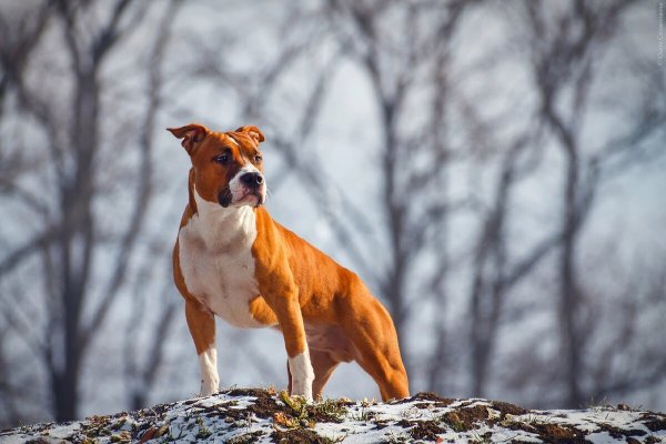 Американский стаффордширский терьер