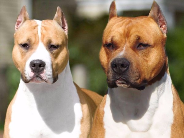 Американский пит стафф терьер