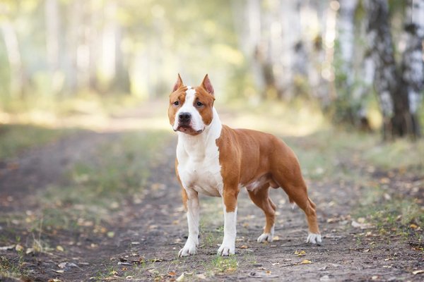 Американский стаффордширский терьер