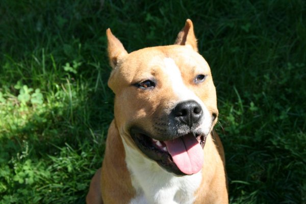 Стаффордширский терьер песочный