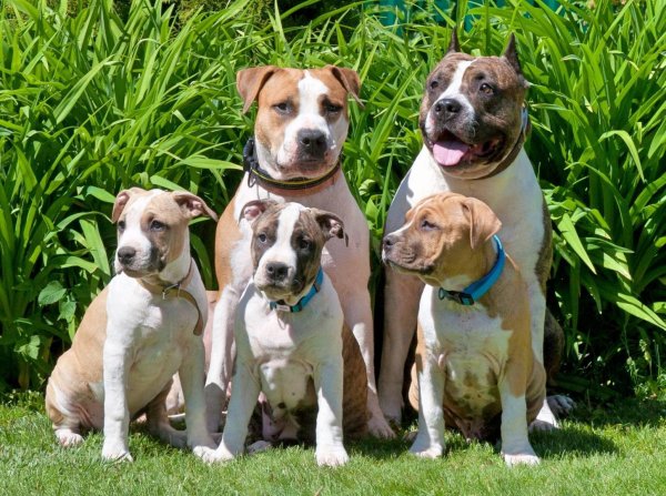Американский Стаффордшир терьер
