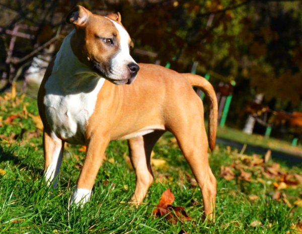 Ам стаффордширский терьер