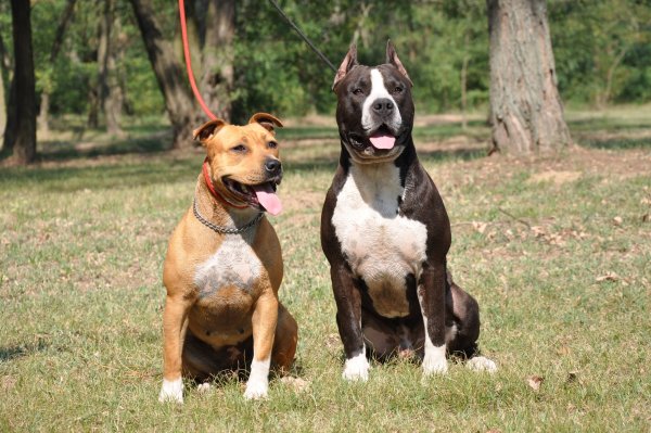 Американский стаффордширский терьер
