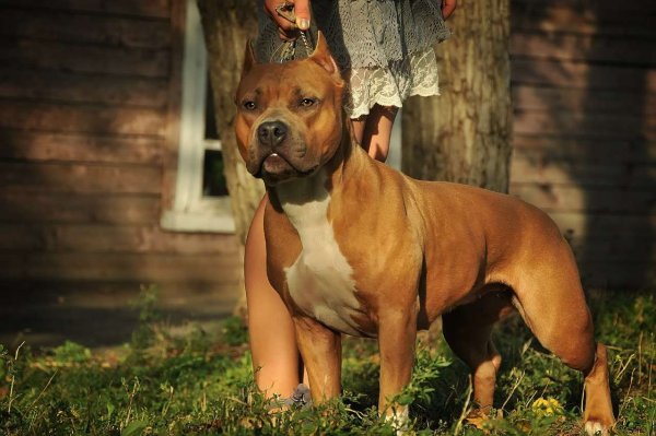 Ам стаффордширский терьер