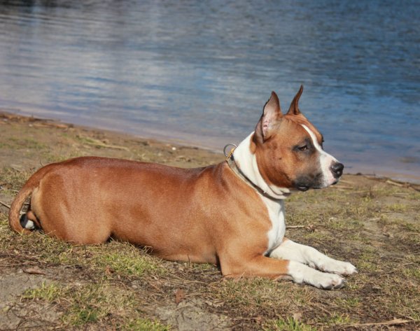 Стафф терьер рыжий