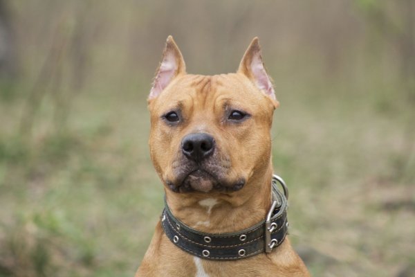 Ам стаффордширский терьер