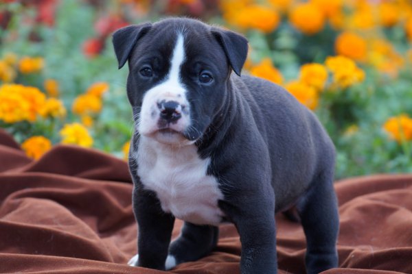 Американский стафф