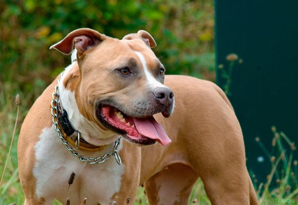 Ам стаффордширский терьер