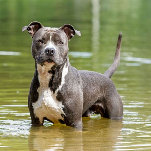 Стаффордширский терьер щенок