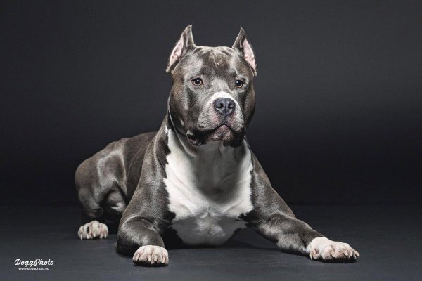 Ам стаффордширский терьер