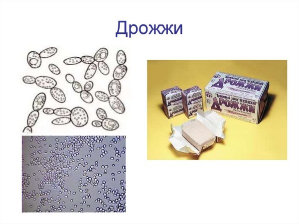 Биологические дрожжи