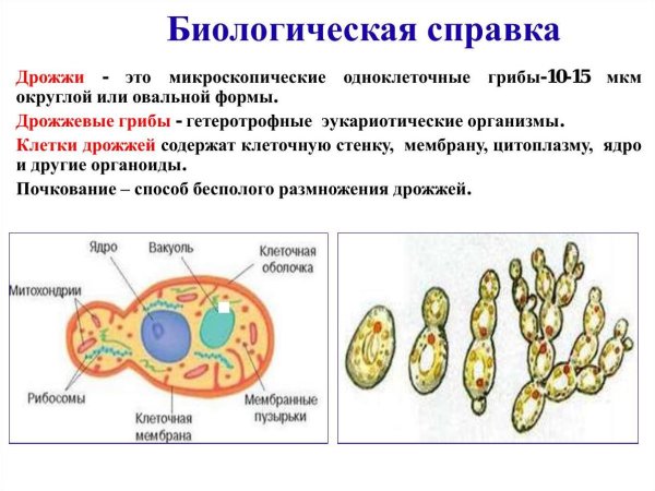 Строение дрожжевой клетки 5 класс биология