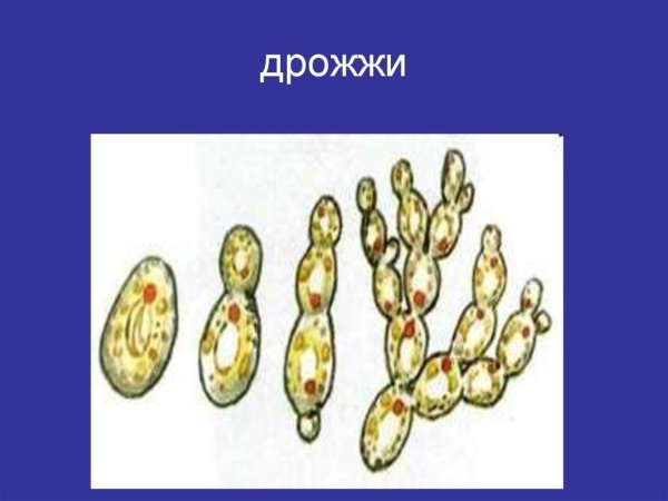 Дрожжи одноклеточные эукариоты