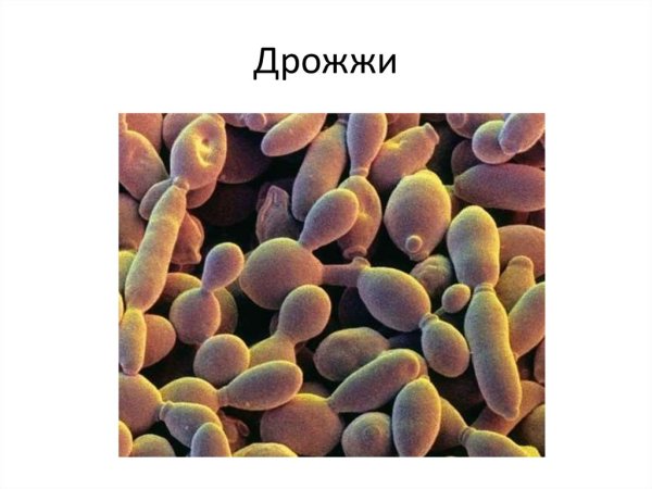 Дрожжи грибы