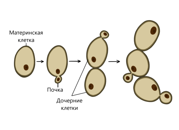 Размножение дрожжей рисунок