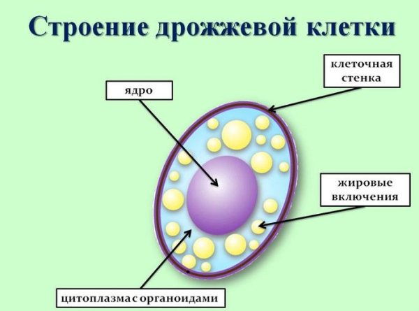 Дрожжи грибы строение