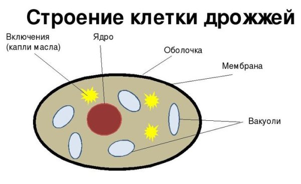 Строение дрожжевой клетки 5 класс биология