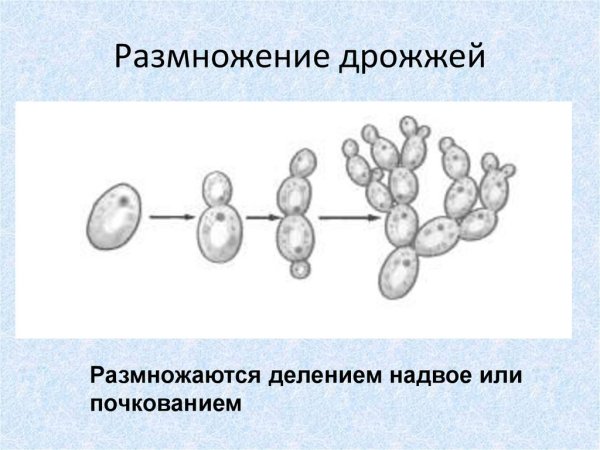Размножение дрожжей почкованием