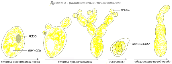 Строение клеток грибов дрожжей